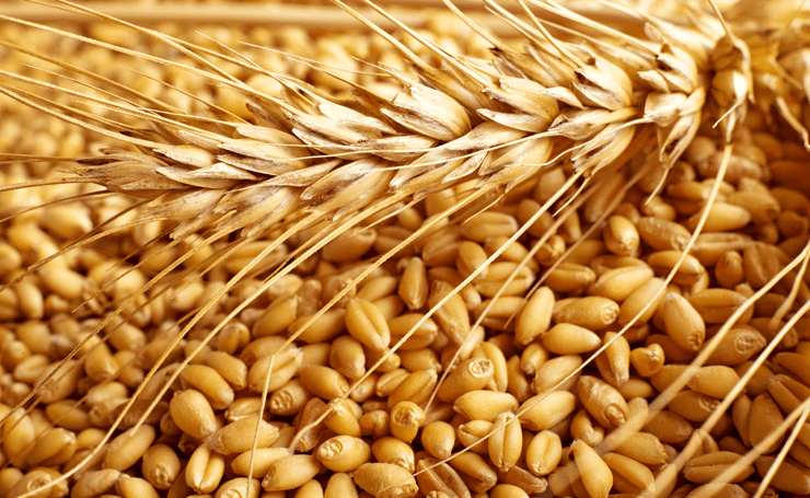 Khorasan wheat wwwwheatbellyblogcomwpcontentuploads201402