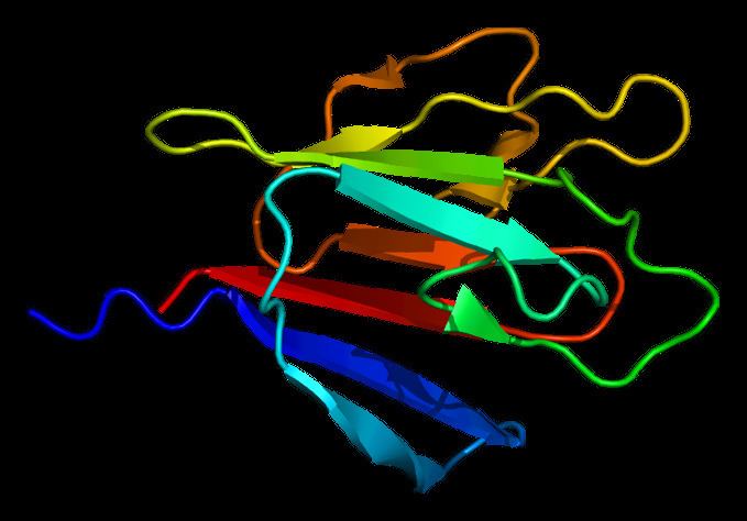 Ki 67 (protein) - Alchetron, The Free Social Encyclopedia