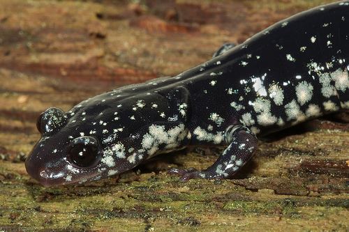 Kiamichi slimy salamander httpsfarm4staticflickrcom3831108484877052