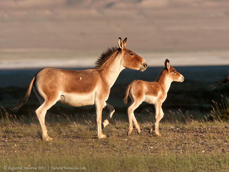 Kiang Nature Chronicles Fur Kiang Tibetan Wild Ass