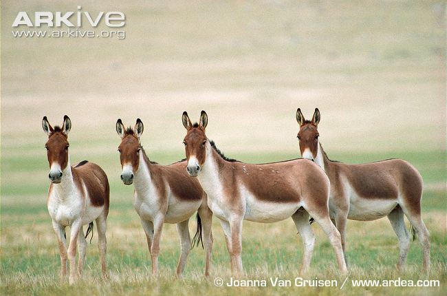 Kiang Kiang videos photos and facts Equus kiang ARKive