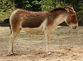 Kiang Kiang Wikipedia