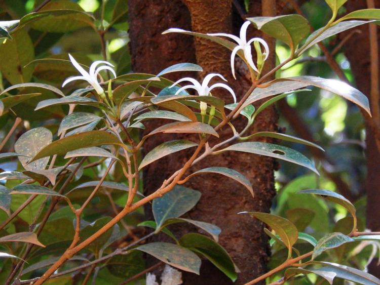 Kibatalia Kibatalia stenopetala Apocynaceae image 86701 at PhytoImagessiuedu