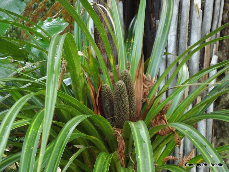 Kiekie (plant) TERRAIN Taranaki Educational Resource Research Analysis