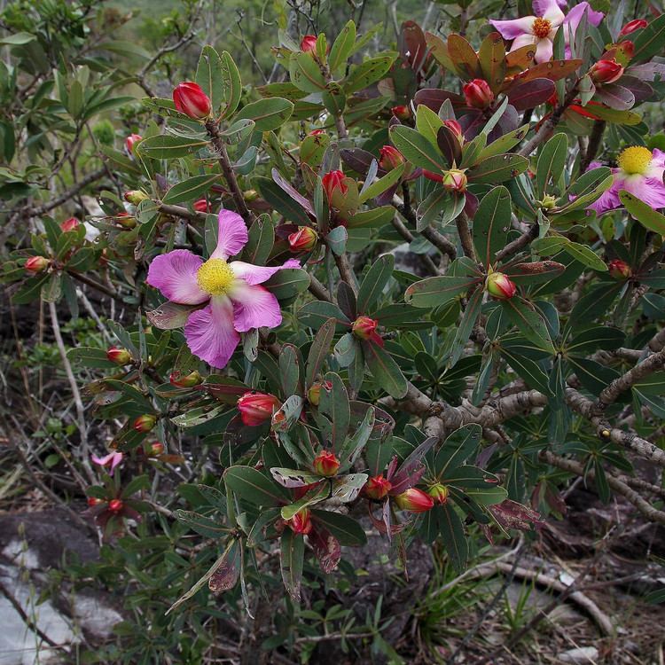 Kielmeyera The World39s Best Photos of clusiaceae and kielmeyera Flickr Hive Mind