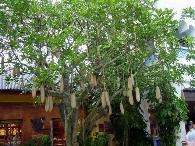 Kigelia Sausage Trees Now In Stock Kigelia Africana Exotica Tropicals
