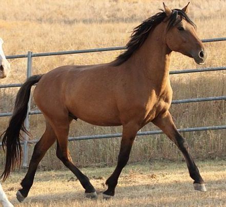 Kiger Mustang Kiger Mustang Horse Info Origin History Pictures Horse Breeds