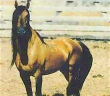 Kiger Mustang httpsuploadwikimediaorgwikipediacommonsthu