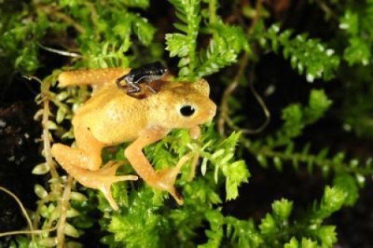 Kihansi spray toad Kihansi spray toads make historic return to Tanzania ScienceDaily