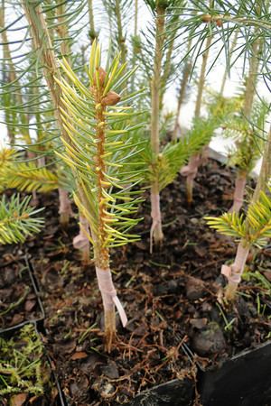Kiidk'yaas Plantmad Nursery Kiidk39yaas The Golden Spruce
