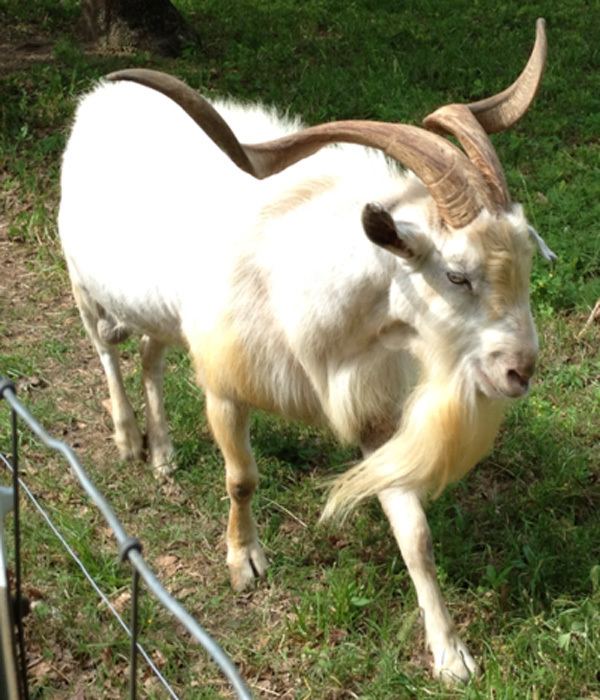 Kiko goat thegoatguidecomwpcontentuploads201502kikom