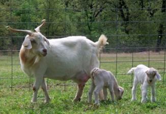 Kiko goat G Squared Ranch Kiko Goats Home