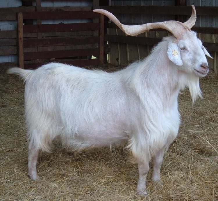 Kiko goat 1000 images about Kiko Goats on Pinterest Horns Vegans and Sun