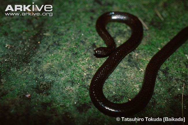 Kikuzato's brook snake cdn2arkiveorgmediaE8E8518435504E4D21BEB11