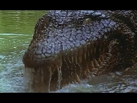 Killer Crocodile Killer Crocodile 2 a Corner Store review VEDA 5 YouTube