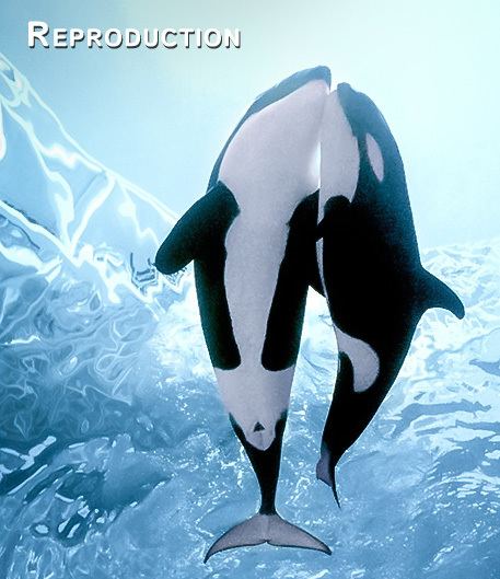 Killer whale da15bdaf7154613080030c725c907c2d637068751776aeee5