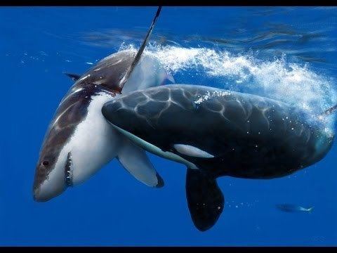 Killer whale Killer Whale Attack Documentary YouTube