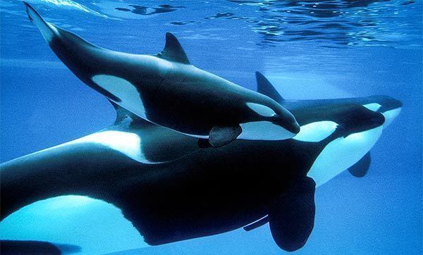 Killer whale KILLER WHALES Orcinus orca Behavior