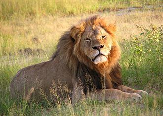 Killing of Cecil the lion httpsuploadwikimediaorgwikipediacommonsthu