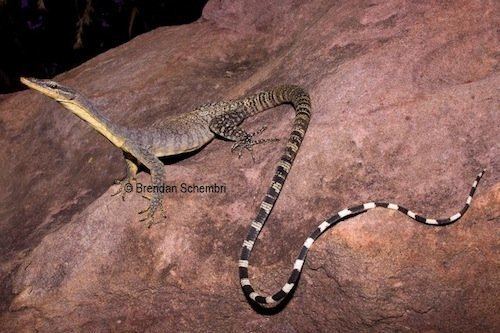 Kimberley rock monitor Kimberley rock monitor Varanus glauerti at the Australian Reptile
