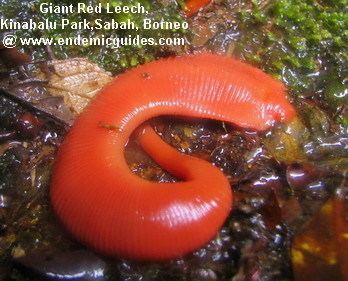 Kinabalu giant red leech Kinabalu National Park Giant Red Leech and the Endemic Ecology