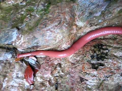 Kinabalu giant red leech httpsiytimgcomvi0fM5IbXso7Qhqdefaultjpg