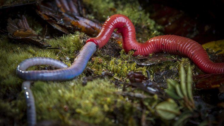 Kinabalu giant red leech BBC Two Wonders of the Monsoon Strange Castaways In pictures