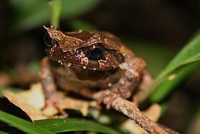 Kinabalu horned frog httpsuploadwikimediaorgwikipediacommonsthu