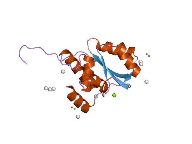 Kinase binding protein CGI-121