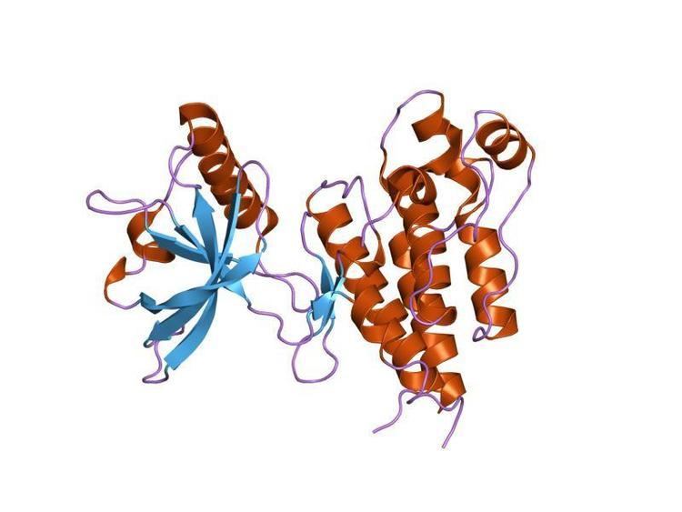 Kinase insert domain receptor