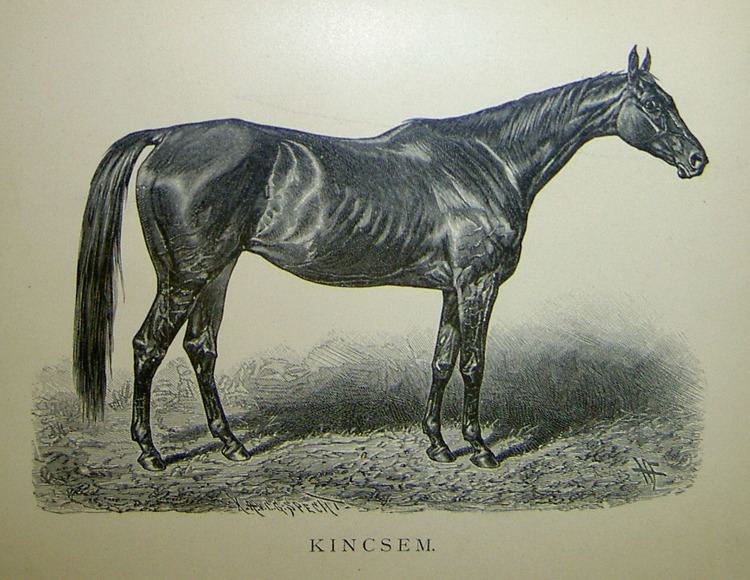 Kincsem KINCSEM THE MYSTERY AND MAJESTY OF AN IMMORTAL THE VAULT Horse