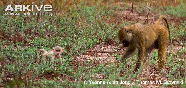 Kinda baboon Yellow baboon photo Papio cynocephalus G111375 ARKive