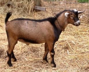 Kinder goat Kinder Goat Breed Standard