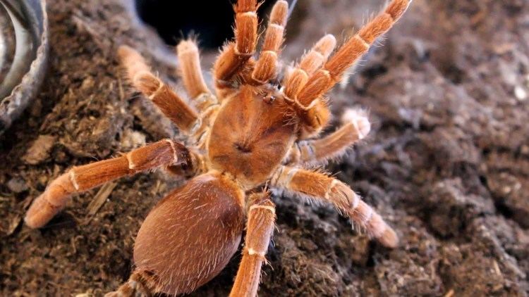 King baboon spider Highly defensive biting king baboon spider P muticus Inferion7