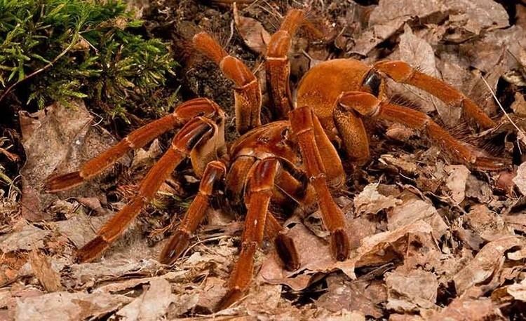 King baboon spider 5 Interesting Facts About King Baboon Spiders Hayden39s Animal Facts