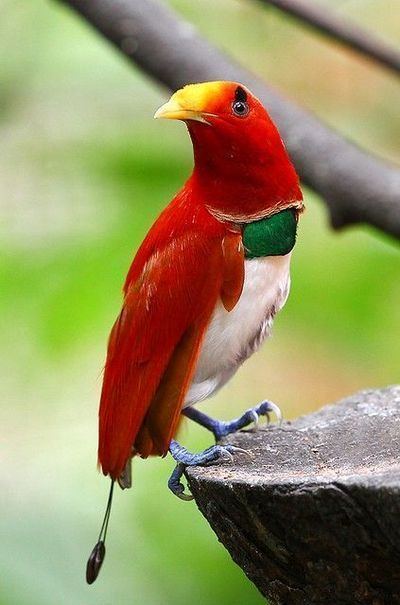 King bird-of-paradise king bird of paradise Just Birds in Paradise Pinterest The two