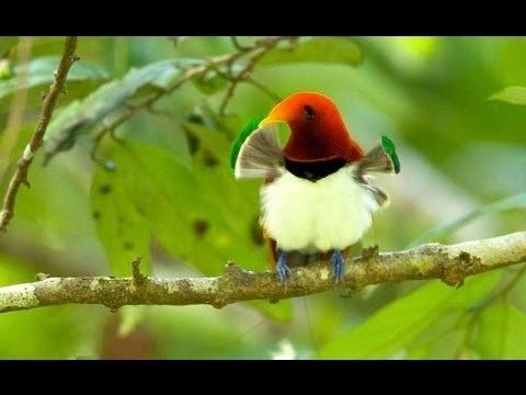 King bird-of-paradise King BirdofParadise YouTube