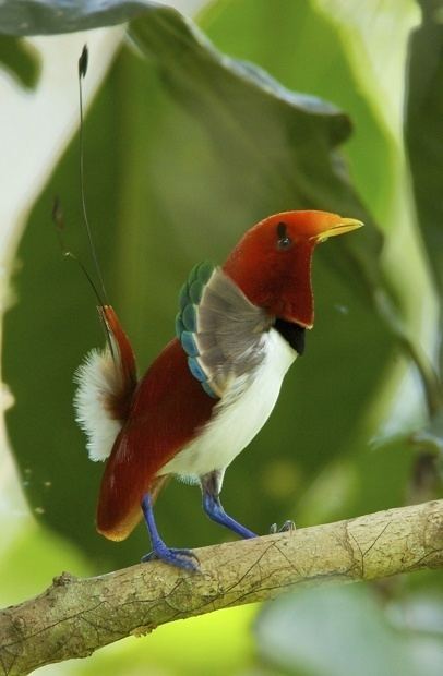 King bird-of-paradise bird of paradise
