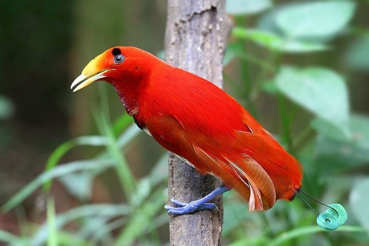 King bird-of-paradise 1000 images about Bird of Paradise on Pinterest Birds Blue tail