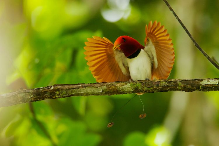 King bird-of-paradise 5 Interesting Facts About King BirdsofParadise Hayden39s Animal Facts