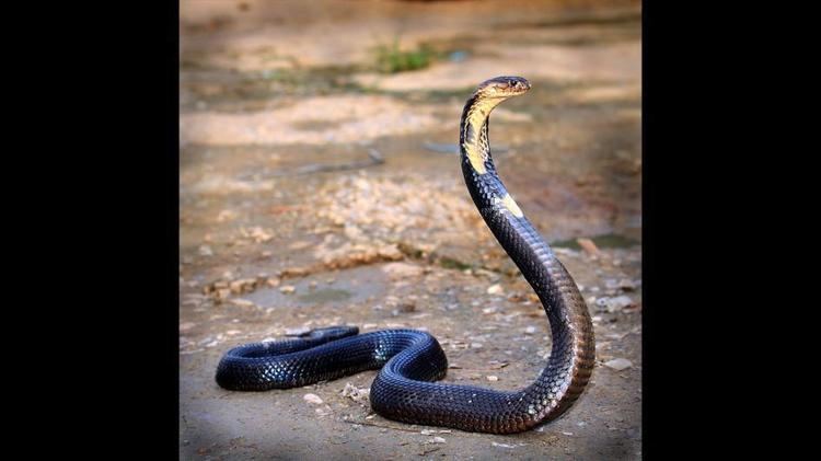 King cobra King Cobra