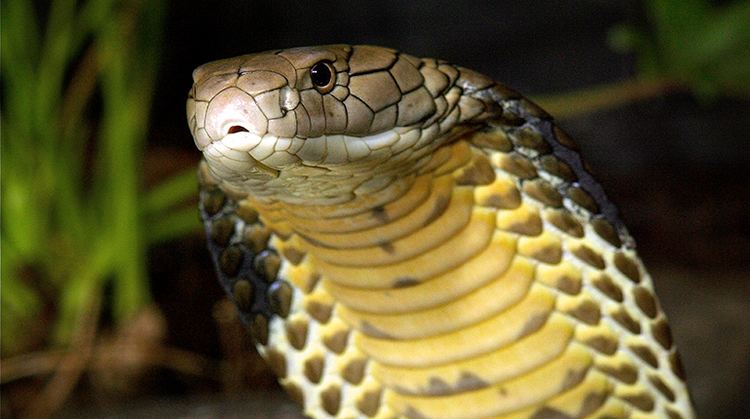 King cobra King Cobra San Diego Zoo