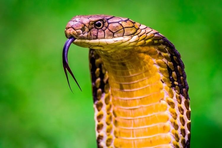 King cobra King Cobra Ophiophagus hannah about animals