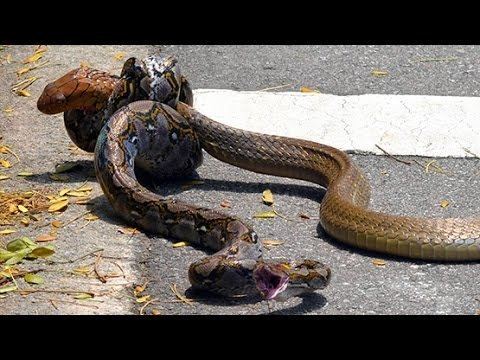 King cobra KING COBRA VS PYTHON YouTube