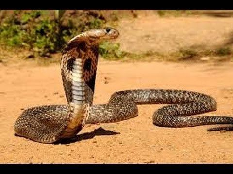 King cobra King Cobra Snakes stand tall with my uncle the queasy look This