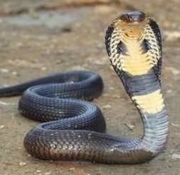 King cobra King Cobra Snake Facts