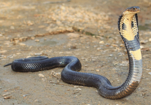 King cobra King Cobra Ophiophagus hannah