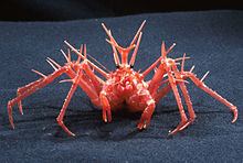 King crab httpsuploadwikimediaorgwikipediacommonsthu