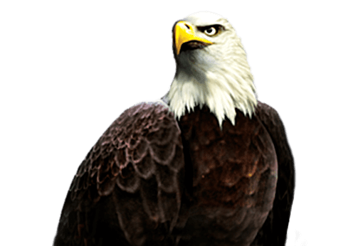 King Eagle King Eagle Aruze Gaming Inc