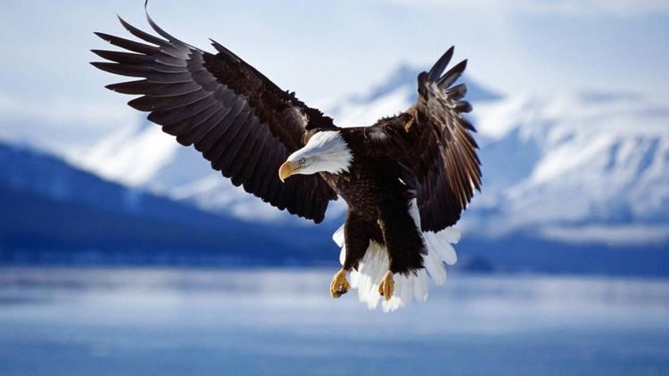 King Eagle Wallpaper Flying King Eagle 1920 x 1080 Animals Pets Puppies